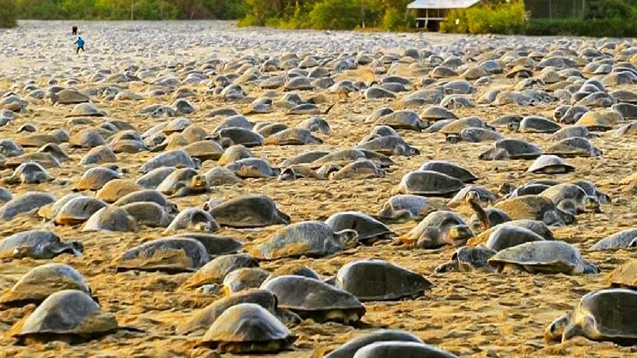 Raising Millions of Softshell Turtle for Meat - Softshell Turtle Farming and Harvesting Technique