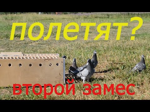 , title : 'ТРЕНИРОВКА,ВТОРОЙ ВЫВОДок.20км.Спортивные голуби.TRAINING,THE SECOND brood. 20km.Sports pigeons.'