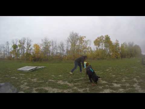 Jaydee- Self Control/ Offered Sit When Excited