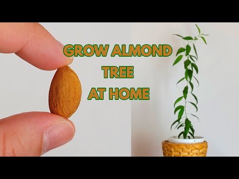 How To Grow an Almond Tree at Home