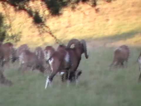 Muflony-obora pri Poprade.