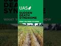 SUDDEN DEATH SYNDROME in soybeans #farming #seedtreatment