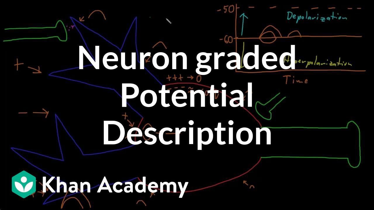 Neuron graded potential description | Nervous system physiology | NCLEX-RN | Khan Academy
