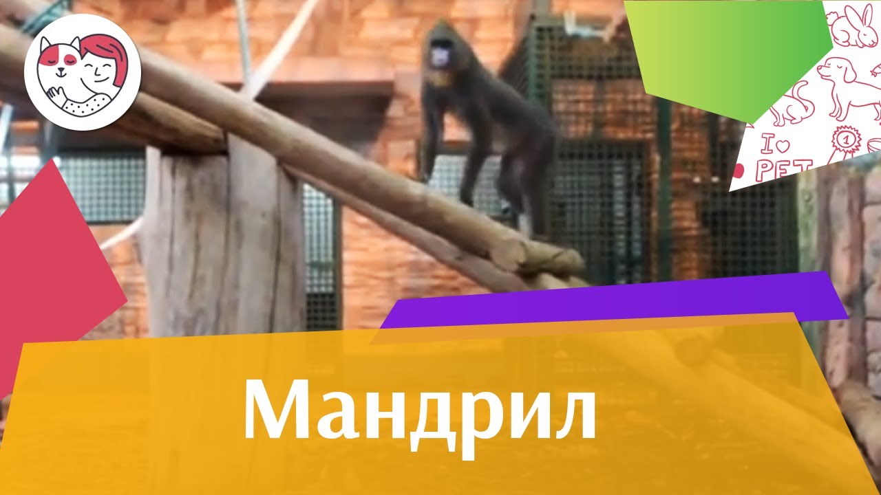 Мандрил Размножение на ilikepet