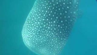 preview picture of video 'Donsol Whale Shark 20090320'