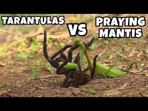 Fierce Battle 2 Insect Predator. Tarantulas VS Praying Mantis