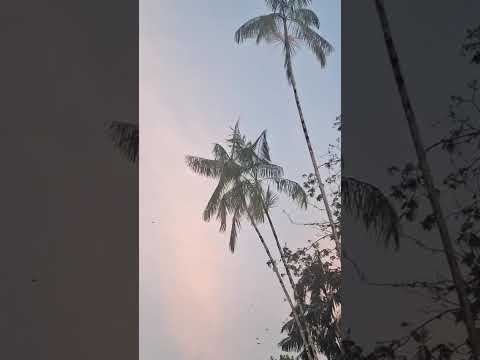 Parque de los loros -Leticia Amazonas