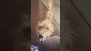 Video preview image #1 Cairwich Terrier Puppy For Sale in Valrico, FL, USA