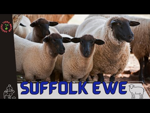 , title : 'SUFFOLK EWE Information and Raising Tips! (Ovis aries)'