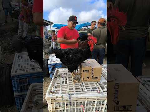FEIRA DA GALINHA CAPOEIRA DE CAMPINA GRANDE-PB #shorts