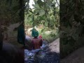 Taking A Nature Bath In The African River Homesteading Homesteading Village Sexylady Fun