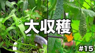 【何もない日常系】お庭のVLOG15