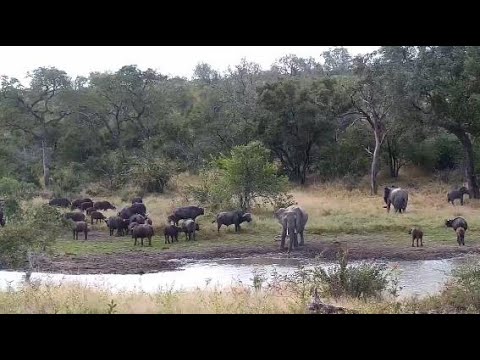Djuma: Buffalo herd pool party interrupted by Elephants - 14:16 - 06/04/20