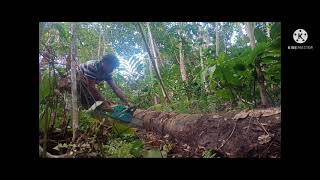 Download lagu chainsaw TOTAL 62 CC 24' HARGA MAMPU MILIK DAN TERBAIK MANTAP mp3 Download lagu chainsaw TOTAL 62 CC 24' HARGA MAMPU MILIK DAN TERBAIK MANTAP mp3