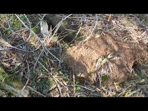 Oceanía del Polonio 21 de junio de 2025