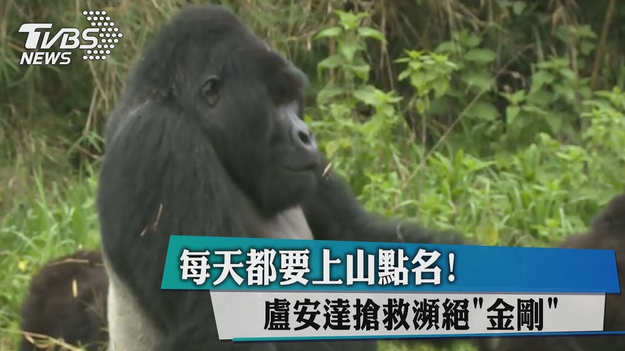 每天都要上山點名! 盧安達搶救瀕絕「金剛」