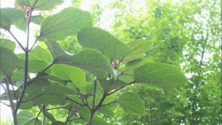 Skyclad- The spiral starecase