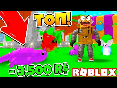 МНЕ ПОВЕЗЛО ТОП ПИТОМЕЦ! ПОТРАТИЛ 3500 РОБУКСОВ! СИМУЛЯТОР ТРЕНИРОВКИ ПИТОМЦЕВ! Roblox Simulator