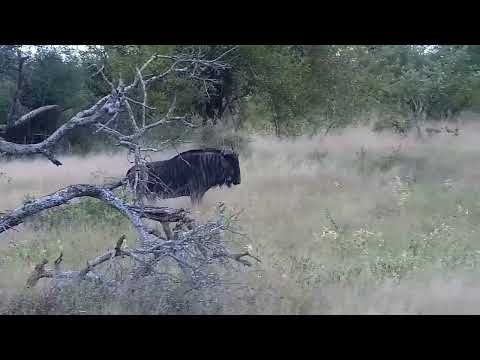 Djuma: Wildebeest bull - 17:48 - 03/27/2022