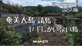 夏におすすめぶらり旅　鹿児島県奄美大島の離島【 請島（うけじま）】を行く　そこにあるのは〈ヤギ〉と〈海）だけです・・・それだけで十分です