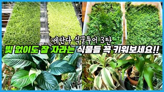 실내 거실에서 잘 자라는 식물 10종 근황!! 빛 없이도 잘 사는 식물들 꼭 키워보세요!! 베란다 식물투어 …