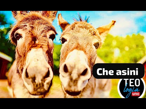 Che Asini
