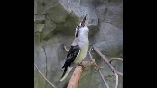 Download lagu Burung kookaburra kalau bunyi malem malem di kebon serem pasti mp3