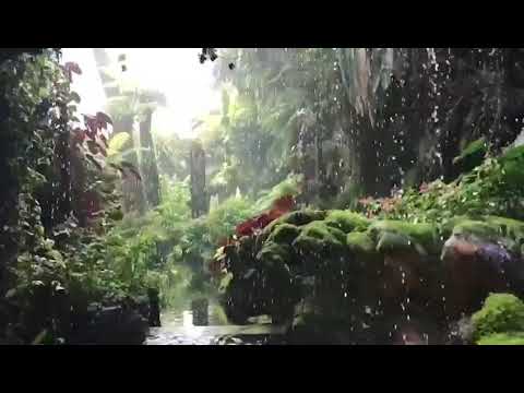 O gradina de vis ( Teaser)