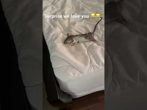 Watch surprise at the end 😂😂😂😂