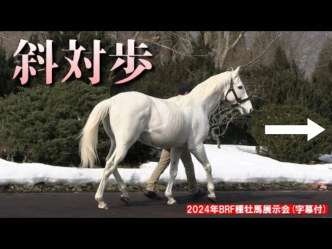 帰る時だけ速歩のゴールドシップさん（字幕付）2024年版
