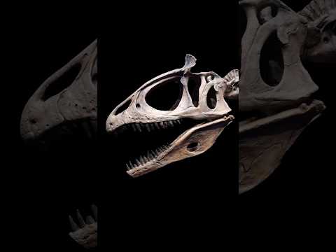 A Dinosaur in Antarctica?! 🦖  #Dinosaur #Cryolophosaurus