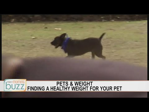 The best way to help your pet lose its winter weight gain | FOX 9 Morning News