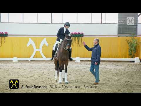 No. 8 Four Reasons by Fürsten-Look - Rascalino | Verden Auction High Level - March, 8th - Training
