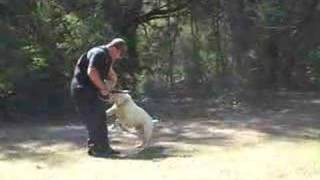 preview picture of video 'schutzhund dog training'
