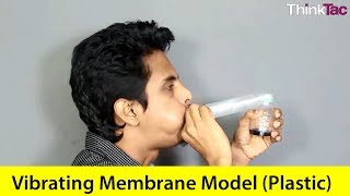 Vibrating Membrane Model (Plastic) | ThinkTac