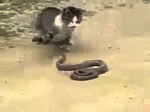 cat win from snake