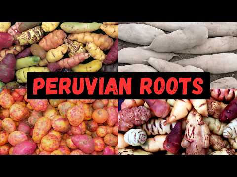 Beyond Potatoes: The Weirdly Spicy World of Andean Roots