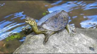 1150822 The Chinese softshell turtle sunbathing at Bei-Shi creek in Pin-Lin.