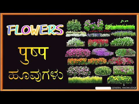 Flowers Name In English, Hindi & Kannada | ಕನ್ನಡದಲ್ಲಿ ಹೂವುಗಳ ಹೆಸರು | फूलों के नाम हिंदी में