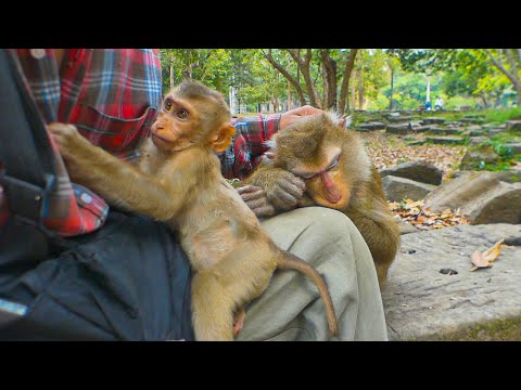 Luna comes and naps on my lap & Lynx happily plays on top of me | Luna family monkey