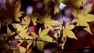 ♡ STAMATIS SPANOUDAKIS - Autumn