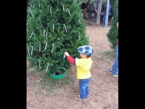 download lagu mp3 mp4 Cut Your Own Christmas Tree South Carolina, download lagu Cut Your Own Christmas Tree South Carolina gratis, unduh video klip Cut Your Own Christmas Tree South Carolina