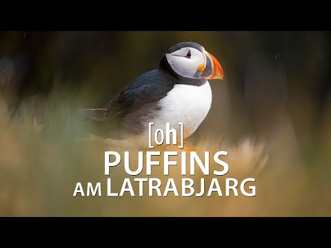 Puffins am Latrabjarg & Raudisandur - Papageientaucher, Westfjorde, Island