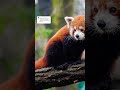 She was a red panda (therian edit) requested