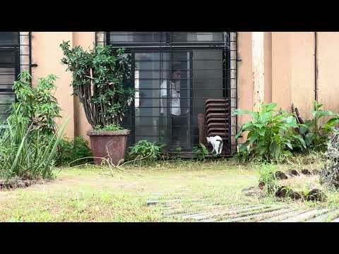 Stella cat goes running towards Priyanka