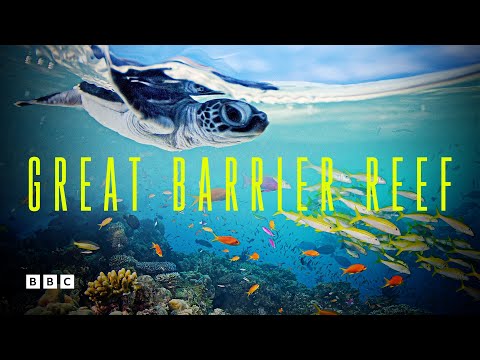Great Barrier Reef | BBC Select