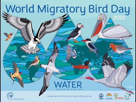 World Migratory Bird Day 2023