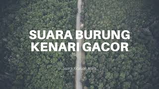 Download lagu KENARI GACOR DURASI PENDEK.. #burungkicau #burungkenari #burunggacor mp3