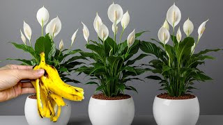 Don't Throw It Away! It Helps Every Flower Grow Roots, Sprout, and Bloom Up to 800% More.