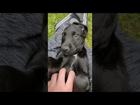 Daily Belly Rubs Are Very Important || ViralHog Video
